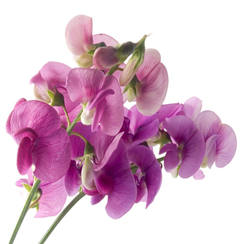 Pink and purple sweet pea flowers on white — scent inspiration for Sweet Pea fragrance oil
