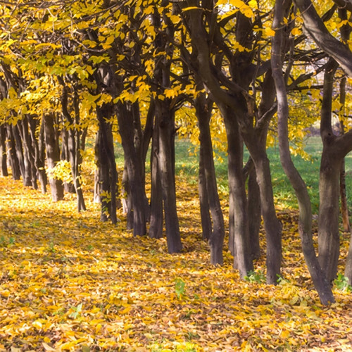 Row of trees with yellow autumn leaves on the ground — scent inspiration for Indian Summer fragrance oil
