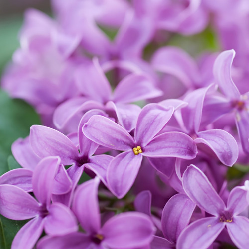Cluster of purple lilac flowers with green leaves — scent inspiration for Lilac fragrance oil
