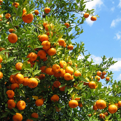 Orange trees full of fruit against blue sky — scent inspiration for Orange Grove fragrance oil