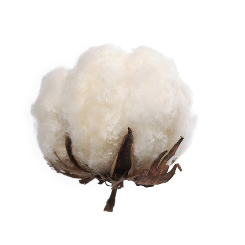 Fluffy white cotton boll on white background — scent inspiration for Vanilla Cotton fragrance oil