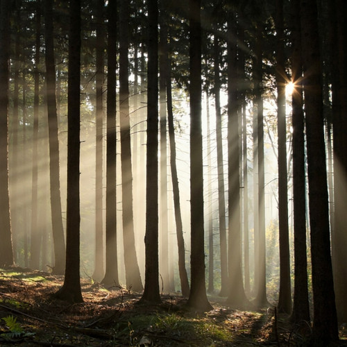 Sun rays streaming through tall forest tree trunks — scent inspiration for Twilight Woods fragrance oil