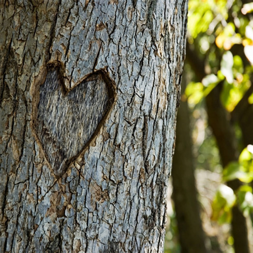 Heart carved into tree bark with green leaves behind — scent inspiration for Endless Love fragrance oil