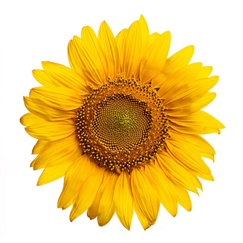 Single yellow sunflower on white background — scent inspiration for Sunflower fragrance oil