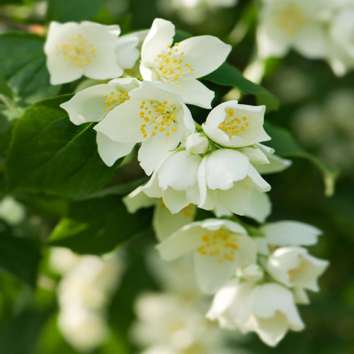 White jasmine flowers with yellow centers and green leaves — scent inspiration for Sweet Jasmine Vine fragrance oil