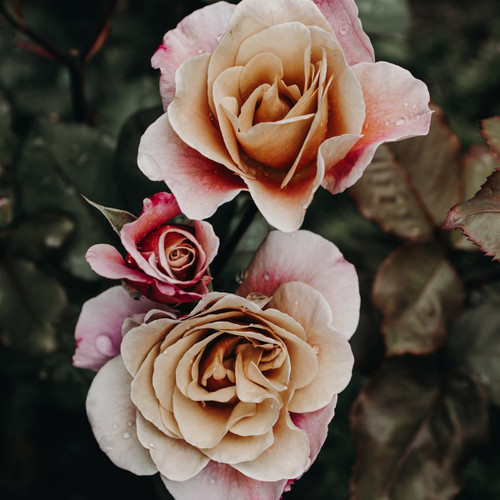 Two peach-pink roses with dewdrops and dark foliage — scent inspiration for Rustic Rose fragrance oil