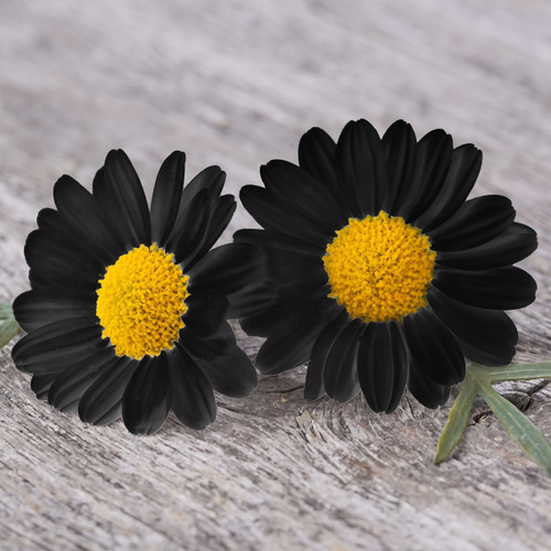 Two black daisies with yellow centers on gray wood — scent inspiration for Black Chamomile fragrance oil