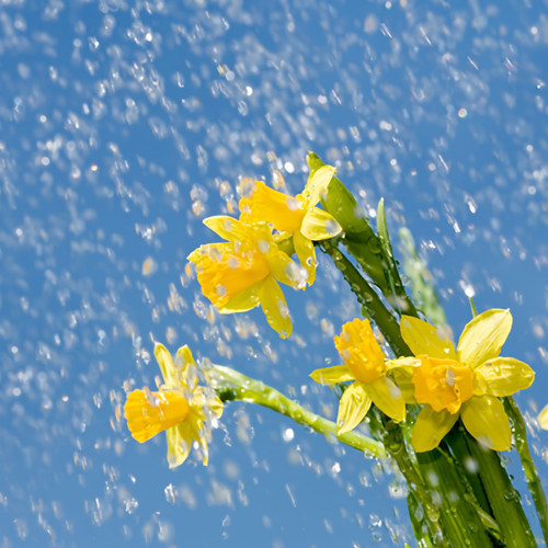 Yellow daffodils against blue sky in falling rain — scent inspiration for Spring Rain fragrance oil