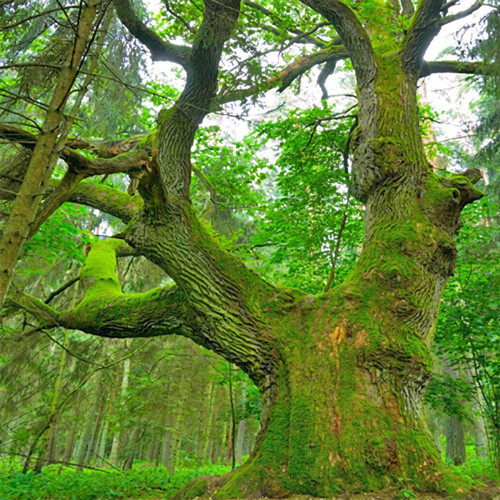 Large moss-covered oak tree in a green forest — scent inspiration for Oakmoss fragrance oil