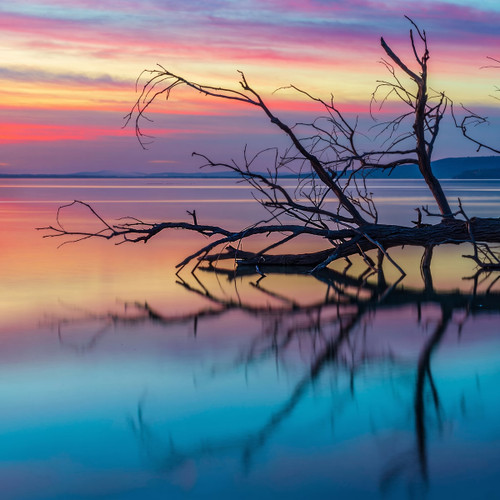Bare tree silhouette reflected in calm water at pastel sunset — scent inspiration for Driftwood fragrance oil