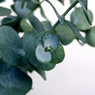 Round green eucalyptus leaves on white — scent inspiration for Eucalyptus fragrance oil