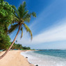 Palm tree leaning over a sandy tropical beach — scent inspiration for Cool Tropical Breeze fragrance oil
