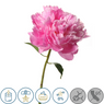 Peony (type) Fragrance Oil