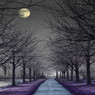 Moonlit road lined with bare trees, purple ground — scent inspiration for Moonlight Path fragrance oil