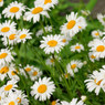 White daisy flowers with yellow centers in green field — scent inspiration for Chamomile fragrance oil
