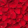 Scattered deep red rose petals — scent inspiration for Rose Petals fragrance oil