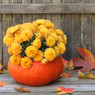 Orange mums spilling from a hollowed pumpkin on gray wood — scent inspiration for Blooming Mums fragrance oil