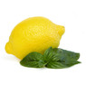 Whole yellow lemon with green basil leaves — scent inspiration for Cool Citrus Basil fragrance oil