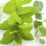 fresh green mint and eucalyptus leaves on white — scent inspiration for Eucalyptus Spearmint fragrance oil