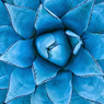Overhead view of a blue-toned agave succulent — scent inspiration for Blue Agave & Melon fragrance oil