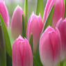 Pink tulips with green leaves, soft blurred background — scent inspiration for Tulips fragrance oil