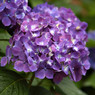 Purple hydrangea flower cluster with green leaves — scent inspiration for Love Spell fragrance oil