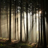 Sun rays streaming through tall forest tree trunks — scent inspiration for Twilight Woods fragrance oil