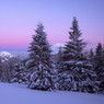 Snow-covered pine trees and mountains under pink twilight sky — scent inspiration for Winter fragrance oil