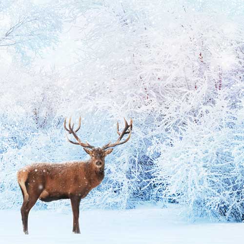 A majestic deer stands in a snowy forest, surrounded by frost-covered trees and softly falling snow, creating a peaceful winter scene.