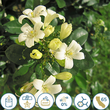 Jasmine Fragrance Oil - Lone Star Candle Supply