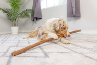The Power of Play: How Behavioral Enrichment and Natural Chews Boost Dog Wellness and Retail Sales