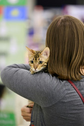 Understanding Customer Demographics: The Key to Retail Success in Pet Treats