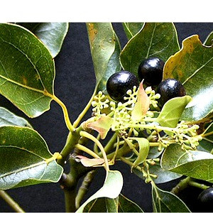 Camphor Essential Oil
100% pure. 12ml
