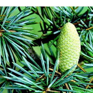 Cedarwood Essential Oil
100% pure. 12ml