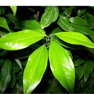 Cinnamon Leaf Essential Oil
100% pure. 12ml