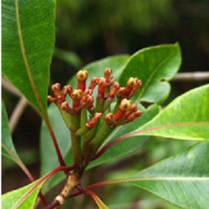 Clove Essential Oil
100% pure. 12ml
Eliminates acne
Kills parasites
Improves blood circulation
Reduces gum disease
Boosts energy
Natural anti-inflammatory
Kills mold and fungus