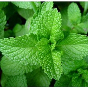 Peppermint Essential Oil
100% pure. 12ml
Improves Digestion
Dental care
Nail Care
Relieves Headache
Reduces Stress
Relieves Spasms
Treats Urinary Tract Infection
Treats Respiratory problems
Reduces Pain
Boosts Immune system
Improves Blood circulation
Hair Care
Skin Care
