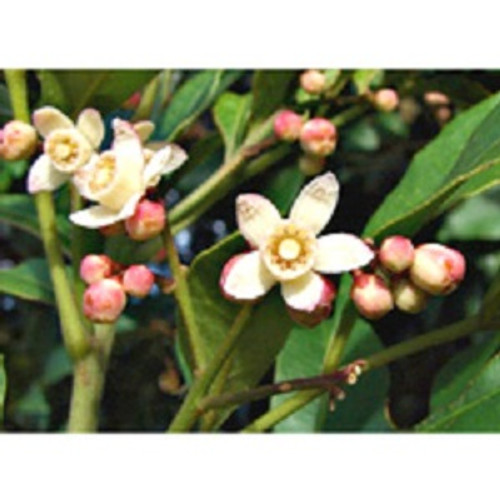 Rosewood Essential Oil
100% pure. 12ml
Relieves Depression
Analgesic Properties
Antiseptic
Deodorant
Aphrodisiac
Boosts Memory
Insecticidal Properties
Acts as Stimulant
