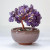 Gemstone Tree Bonsai Amethyst
A Bonsai Gemstone Fortune Tree in a pot is a decorative, handcrafted Feng Shui item designed to attract wealth, positive energy, and balance.
Height & Width approx: 8x8cm. Base diameter: 6cm approx