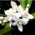 Neroli oil is very relaxing and can relieve chronic anxiety, depression, fear, shock and stress and its calming effect can also be beneficial to the digestive tract. It can be used for intestinal spasms, colitis and diarrhoea.

It helps insomnia, and as one of the essential oils with the most sedative effects is useful for treating depression, anxiety and shock and is also effective in calming heart palpitations, treating headaches, neuralgia and vertigo. It can help when a patient is convalescing and is a good general tonic.

On the skin, neroli oil can help to regenerate skin cells and is a rejuvenating oil useful to prevent ugly scar tissue, promote a smoother skin, fighting stretch marks and broken capillaries.