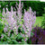 Clary Sage
100% pure. 12ml
Fights Depression
Reduces Convulsions
Relieves Spasms
Prevents Bacterial Infections
Prevents Infections
Stimulates Sexual Desires
Prevents Hair Loss
Skin Care
Reduces Flatulence
Regulates Menstruation
Relieves Depression
Lowers Blood Pressure
Acts as a Nervine
Lowers Inflammation
Reduces Stomach Disorders
Eliminates Bad Odor
Promotes Digestion
Boosts Uterus Health
