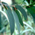 Eucalyptus Essential Oil
100% Pure. 12ml
Heals Wounds
Treats Respiratory Problems
Removes Mental Exhaustion
Relieves Muscle Pain
Dental Care
Eliminates Lice
Removes Intestinal Germs
Skin Care
Manages Diabetes
Treats Fever
Room Freshener
Used as Soap
Treats Tuberculosis & Pneumonia
Oral Care
Aromatherapy