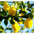 Lemon Essential Oil
100% pure. 12ml
Skin Care
Relieves Stress
Boosts Immune system
Treats Asthma
Regulates Sleep
Treats Stomach Disorders
Hair Care
Weight Loss
Reduces Fever
