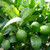 Lime Essential Oil
100% pure. 12ml
Cures Infections
Prevents Viral Infections
Cures Toothaches
Increases Appetite
Treats Bacterial Infections
Effective Disinfectant
Reduces Fever
Promotes Blood Coagulation
Restores Health
Prevents Signs of Aging
