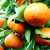 Mandarin Essential Oil
100% pure. 12ml
Prevents Infections
Relieves Spasms
Improves Blood Circulation
Removes Toxins
Improves Digestion
Hepatic
Nervous Relaxant
Promotes Cell Growth
Acts as Tonic
Sedative Effect
Cures Stomach Disorders