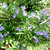 Rosmary Essential Oil
100% pure. 12ml
Aids in Digestion
Hair Care
Improves Oral Health
Skin Care
Increases Cognitive Function
Relieves Stress
Boosts Immune System
Relieves Pain
Removes Bad Odor
Prevents STDs
Treats Respiratory Problems
