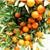 Tangerine Essential Oil
100% pure. 12ml
Prevents Sepsis
Acst as a Cytophylactic
Purifies Blood
Soothes Inflammation
Boosts Digestive Health
Relieves Spasms
Acts as a Tonic