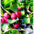Wintergreen Essential Oil
100% pure. 12ml
Acts as an Analgesic
Induces Relaxation
Fights Arthritis
Relieves Spasms
Prevents Microbial Infections
Eliminates Foul Smells
Acts as an Astringent
Relieves Flatulence
Promotes Urination
Acts as an Emmenagogue
Stimulates Blood Circulation