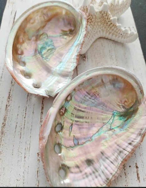 Abalone Shell Natural
Approx 15 x 11.5cm