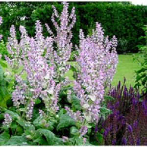 Clary Sage
100% pure. 12ml
Fights Depression
Reduces Convulsions
Relieves Spasms
Prevents Bacterial Infections
Prevents Infections
Stimulates Sexual Desires
Prevents Hair Loss
Skin Care
Reduces Flatulence
Regulates Menstruation
Relieves Depression
Lowers Blood Pressure
Acts as a Nervine
Lowers Inflammation
Reduces Stomach Disorders
Eliminates Bad Odor
Promotes Digestion
Boosts Uterus Health